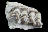 Oreodont Jaw Section With Teeth - South Dakota #81970-1